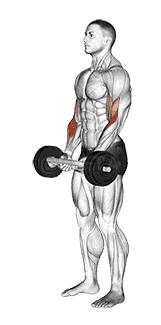 Olympic Barbell Hammer Curl demonstration