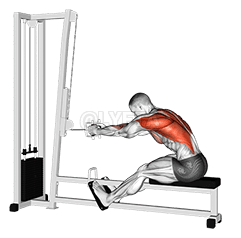 Cable seated row demonstration