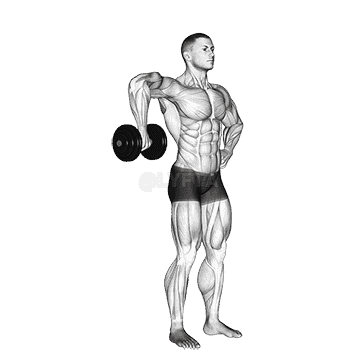 Dumbbell Upright Shoulder External Rotation demonstration
