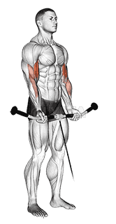 Cable Curl demonstration