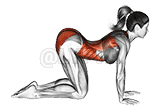 Cat pose demonstration