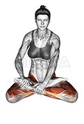 Lotus Pose Padmasana demonstration