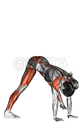 Wide legged Forward Bend Prasarita Padottanasana demonstration