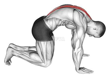 Cat Stretch demonstration