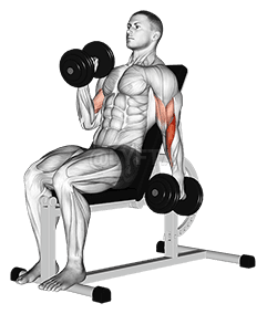Dumbbell Incline Alternate Hammer Curl demonstration