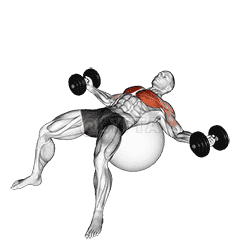 Dumbbell Fly on Exercise Ball demonstration