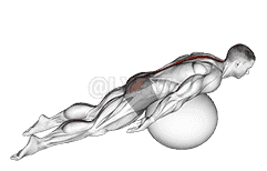 Exercise Ball Back Extension With Knees Off Ground demonstration
