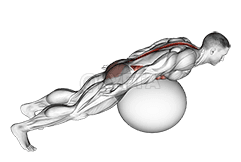 Exercise Ball Back Extension With Rotation demonstration