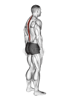Standing Pelvic Tilt demonstration