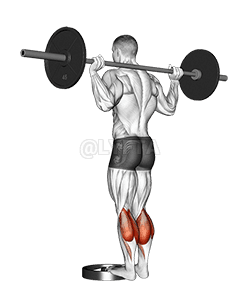 Barbell Standing Calf Raise demonstration
