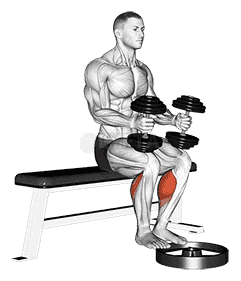 Dumbbell Seated Calf Raise demonstration