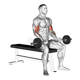 Seated Curls demonstration