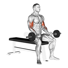 Seated Curls demonstration