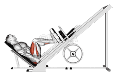 Sled 45° Leg Press demonstration