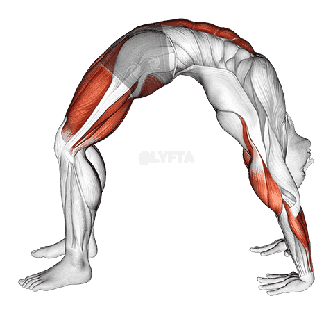 Wheel Pose Yoga Pose demonstration