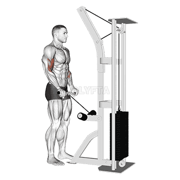 Reverse Grip Biceps Curl demonstration