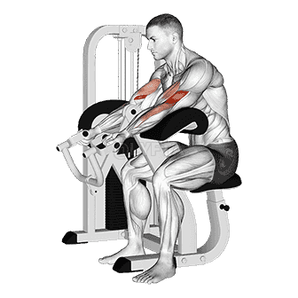 Lever Preacher Curl demonstration