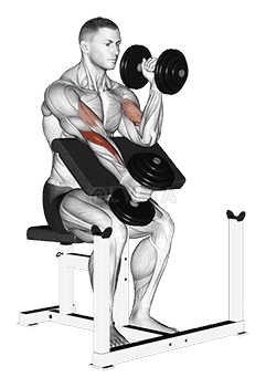 Dumbbell Alternate Hammer Preacher Curl demonstration