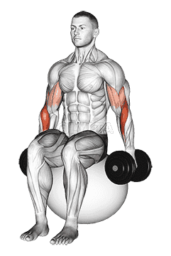 Dumbbell Two Arm Seated Hammer Curl on Exercise Ball demonstration