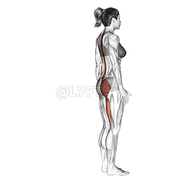 Single Leg Foot Touch demonstration