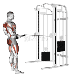 Cable Squat Row demonstration