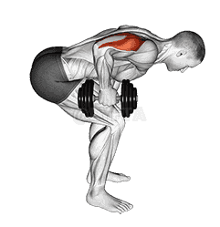 Dumbbell Standing Bent Over One Arm Triceps Extension demonstration