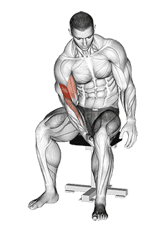 Biceps Leg Concentration Curl demonstration