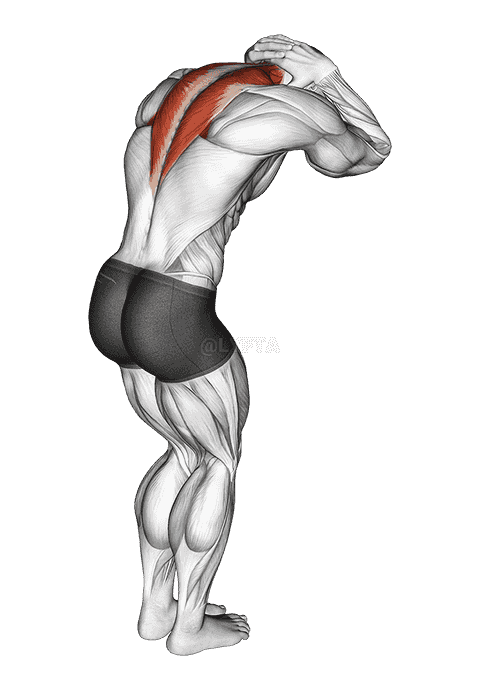 Trap and Neck Stretch demonstration