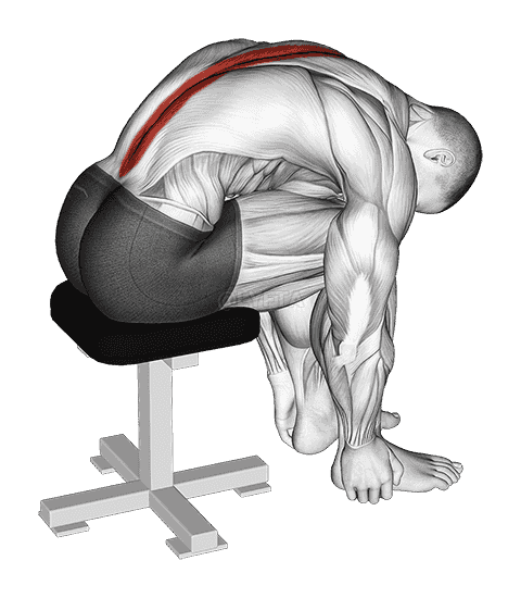 Sitting Lower Trunk Extensor Stretch demonstration