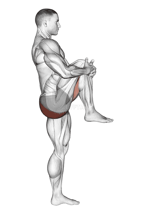 Standing Knee To Chest Stretch demonstration