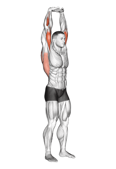 Extension Of Arms In Vertical Stretch demonstration