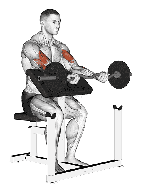 Ez Bar Preacher Arms Stretch demonstration