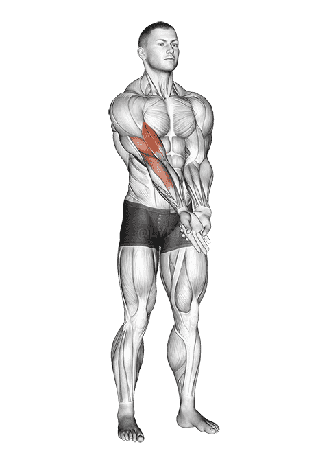 Elbow Extension And Supination - Pronation Forearm Stretch demonstration