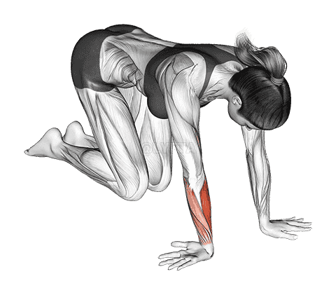 Wrist Ulnar Deviator And Extensor Stretch demonstration