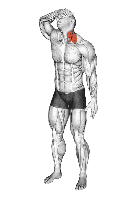 Neck Flexor And Rotational Stretch demonstration