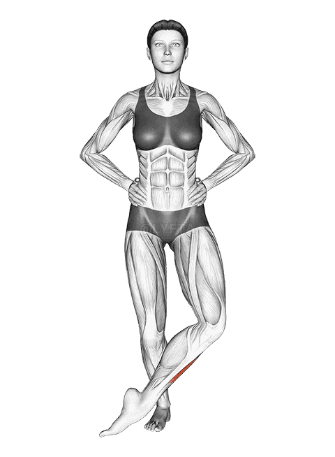 Front Cross Over Shin Stretch demonstration