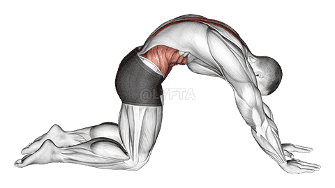 Cat Stretch demonstration