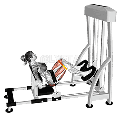 Lever Hip Thrust With Resistance Band demonstration