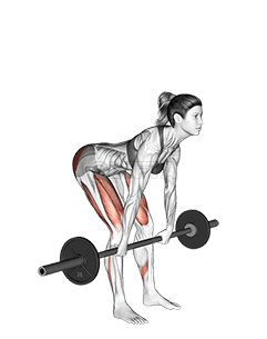 Barbell Romanian Deadlift demonstration