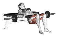 Barbell Hip Thrust demonstration
