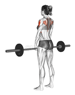 Barbell Upright Row demonstration