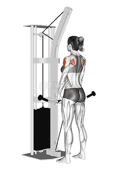 Cable Upright Row demonstration