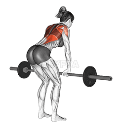 Barbell Bent Over Row demonstration