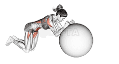 Stability Ball Rollout on Knees demonstration