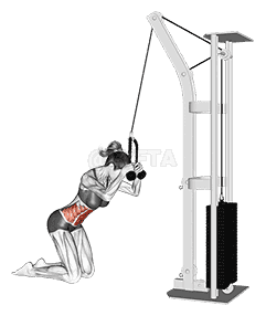 Cable Kneeling Crunch demonstration