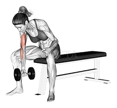 Dumbbell Concentration Curl demonstration