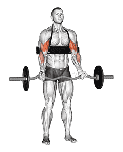 EZ-bar Biceps Curl demonstration