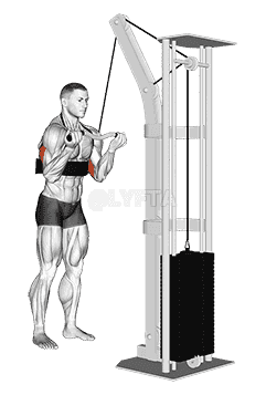 Cable Reverse Grip Triceps Pushdown demonstration