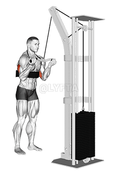 Cable Reverse Grip Triceps Pushdown demonstration