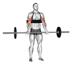 Barbell Biceps Curl demonstration